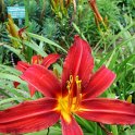Hemerocallis x 'Autumn Red' fleur